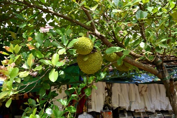 �W���b�N�t���[�c