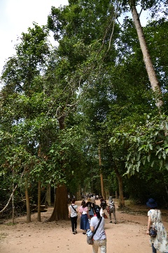 �т̒���i��