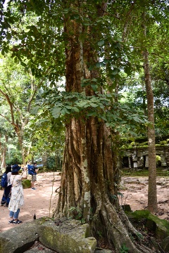 ����t�߂̖؂P