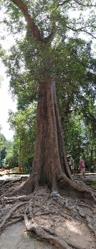 ����t�߂̖؂Q