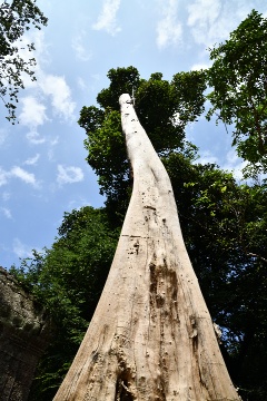 ����t�߂̖؂R