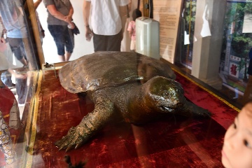 亀の剥製