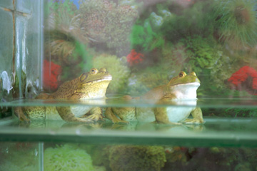 ���X�g�����̊^