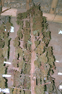 ���������̕���