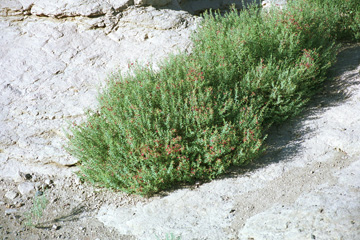 ���N�_��