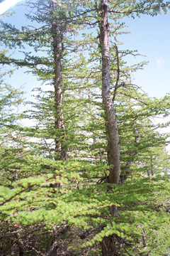 �т̒��̌i�F