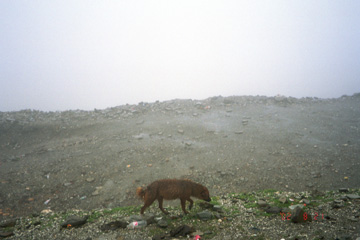 �����h�D�N�Ό�����